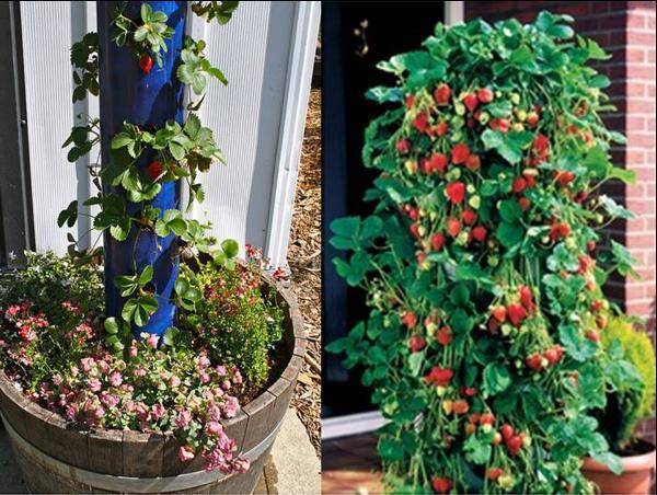 Вьющаяся клубника: описание ремонтантного сорта гроздевой ягоды, выращивание и уход