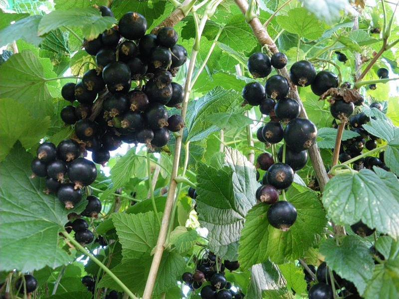 Описание смородины сорта экзотика, нюансы посадки и ухода