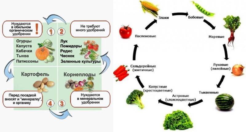 Что такое схема севооборота