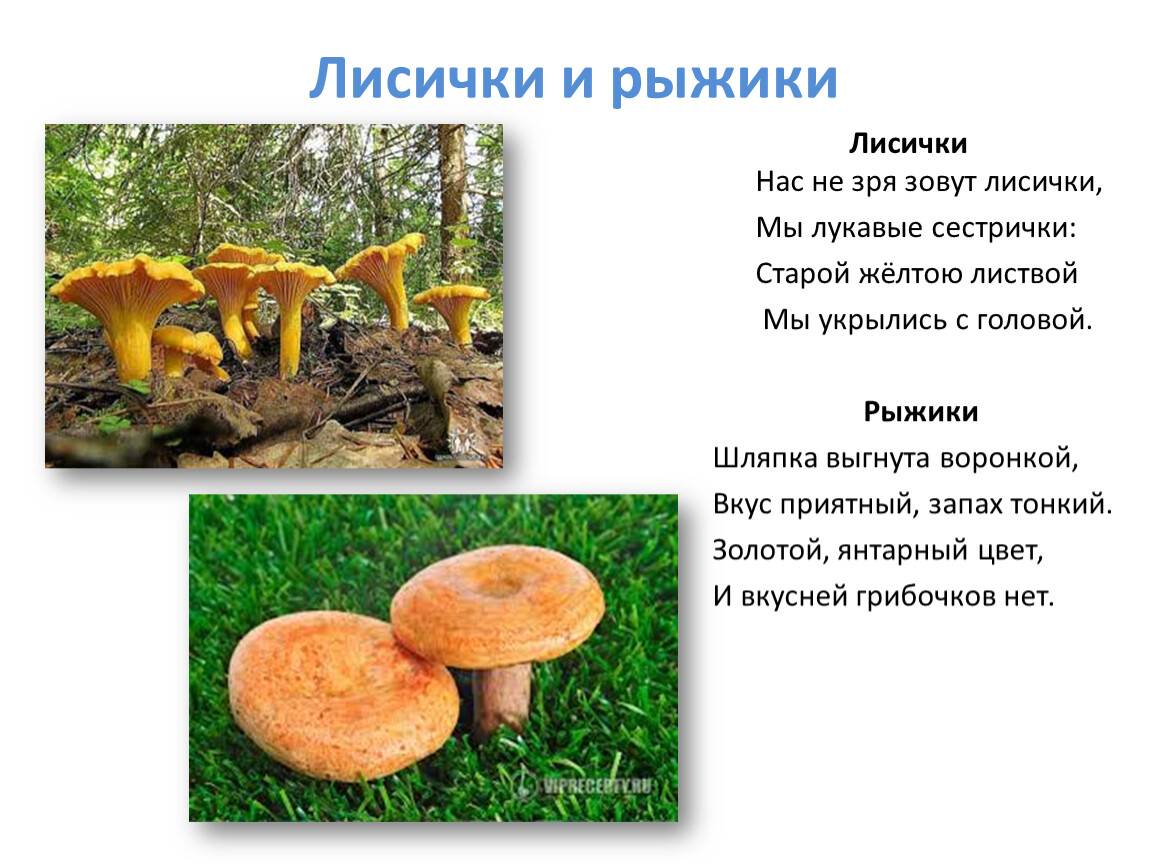 Ложный гриб рыжик: фото и описание, съедобный или нет, как отличить от настоящего