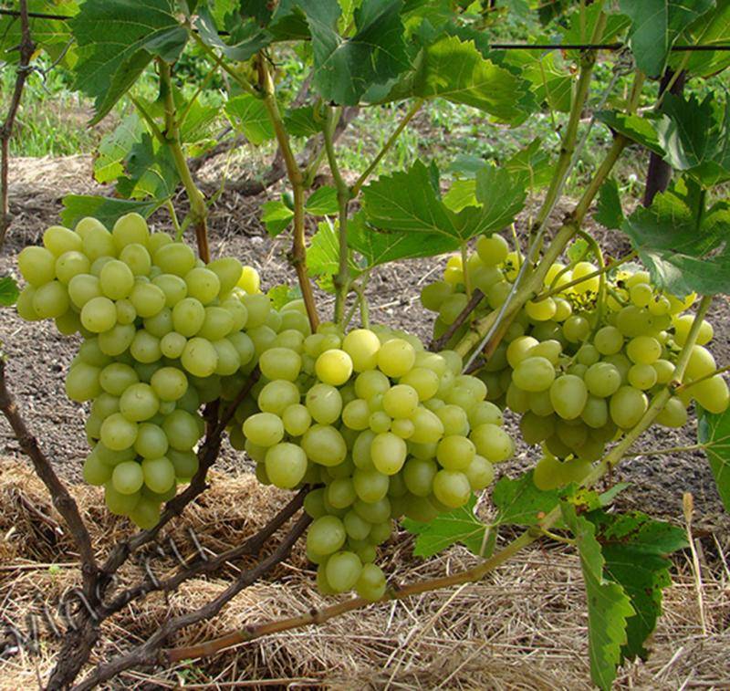 Виноград надежда азос: описание сорта, фото, отзывы