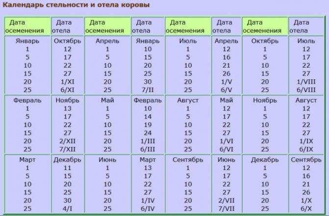 Отел коровы: основные признаки, подготовка, таблица отела