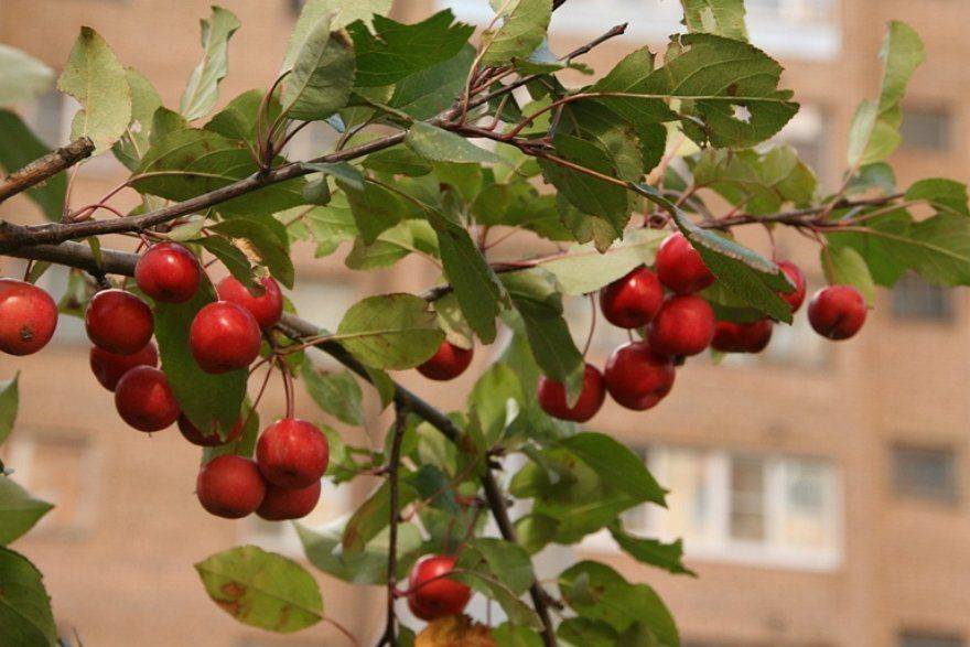 Яблоня недзвецкого: описание и характеристики, выращивание, высота и диаметр кроны