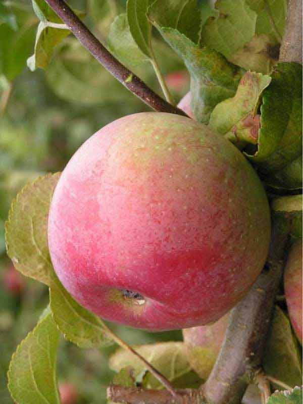 Медовая яблоня сладкая нега: описание, фото, отзывы
