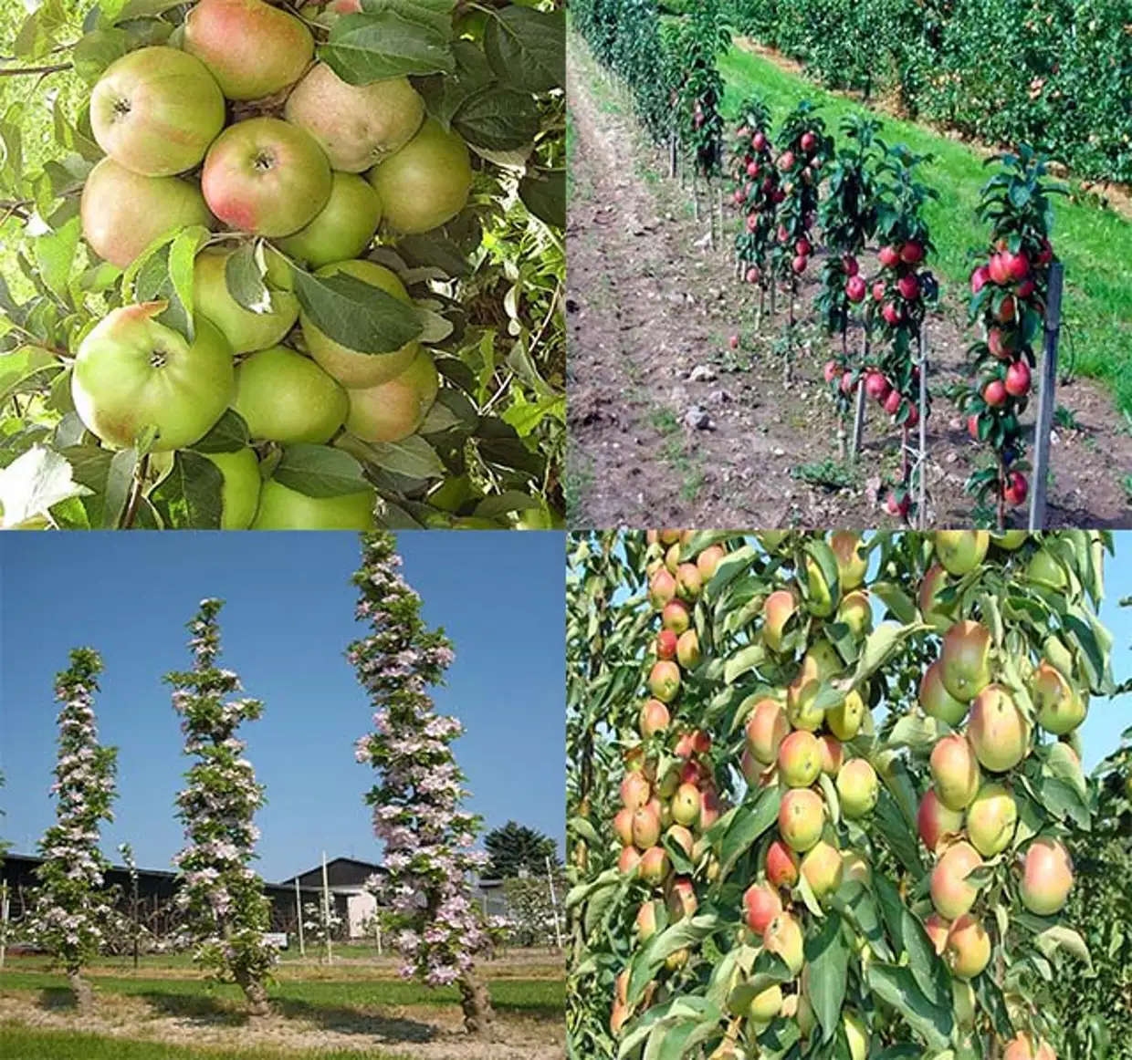 Лучшие сорта яблонь для урала и сибири ?: колоновидные, карликовые, отзывы, фото, описание, зимние, когда сажать | qlumba.com
