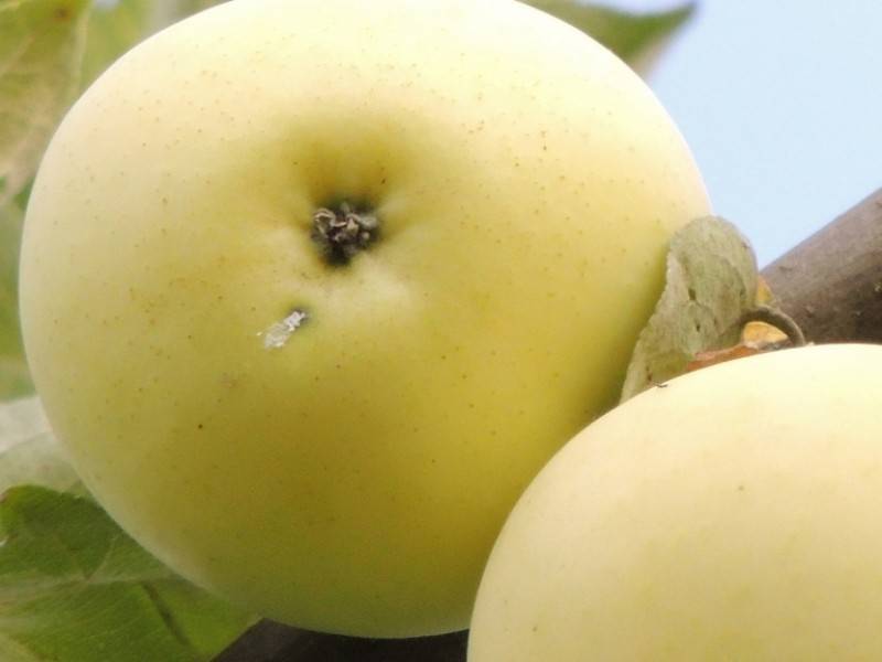 Яблоки белый налив: описание сорта, фото, отзывы