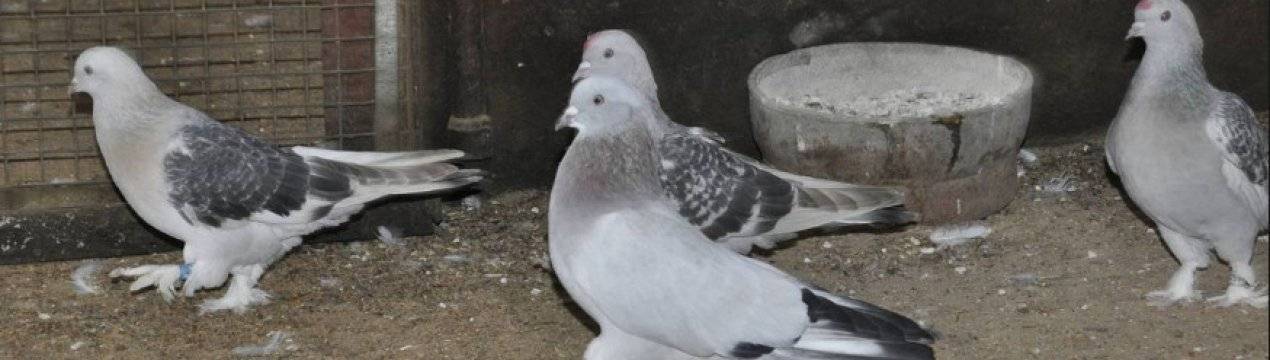 Благодарненские голуби, благодарненские белоголовые голуби (фото)