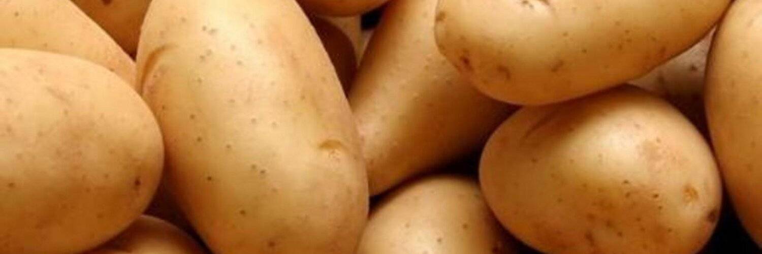 Характеристика картофеля сорта сынок