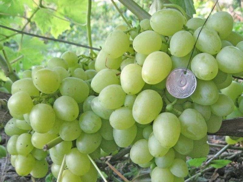 Сорт винограда восторг мускатный: отзывы о нем и фотографии
