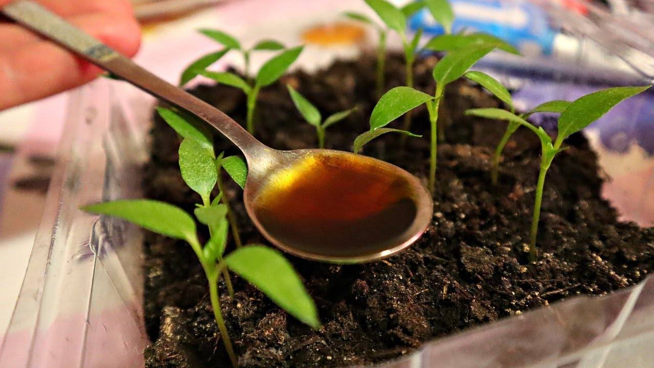 Выращивание рассады перца в домашних условиях
