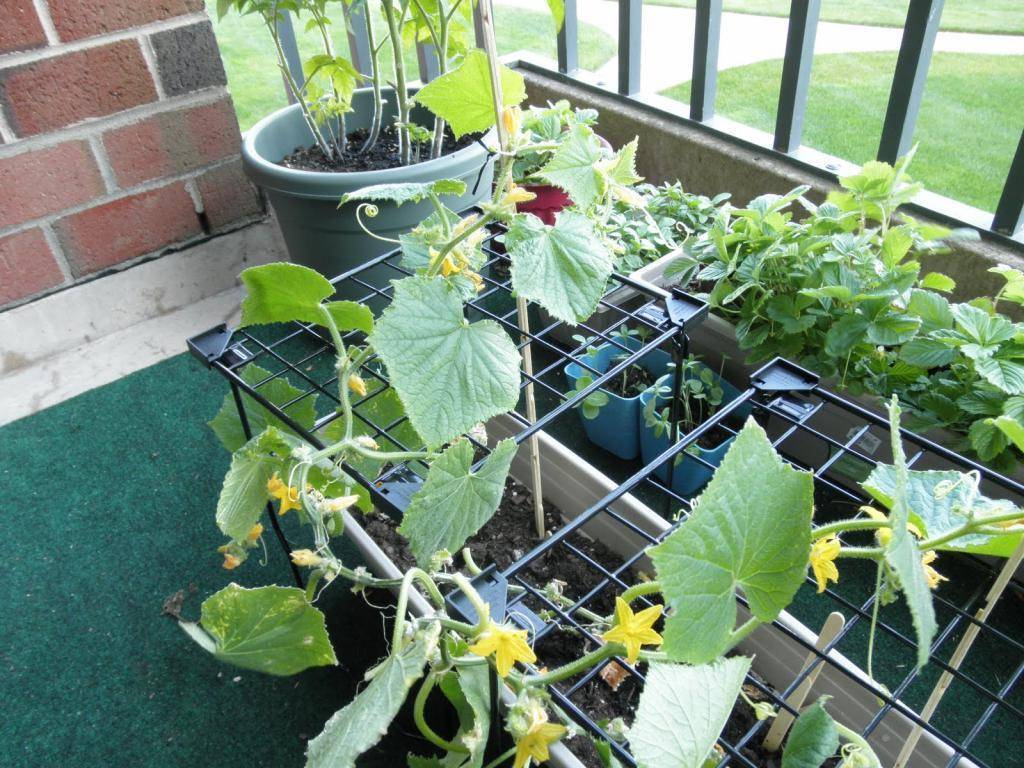 Огурцы на балконе выращивание пошагово для новичков с фото