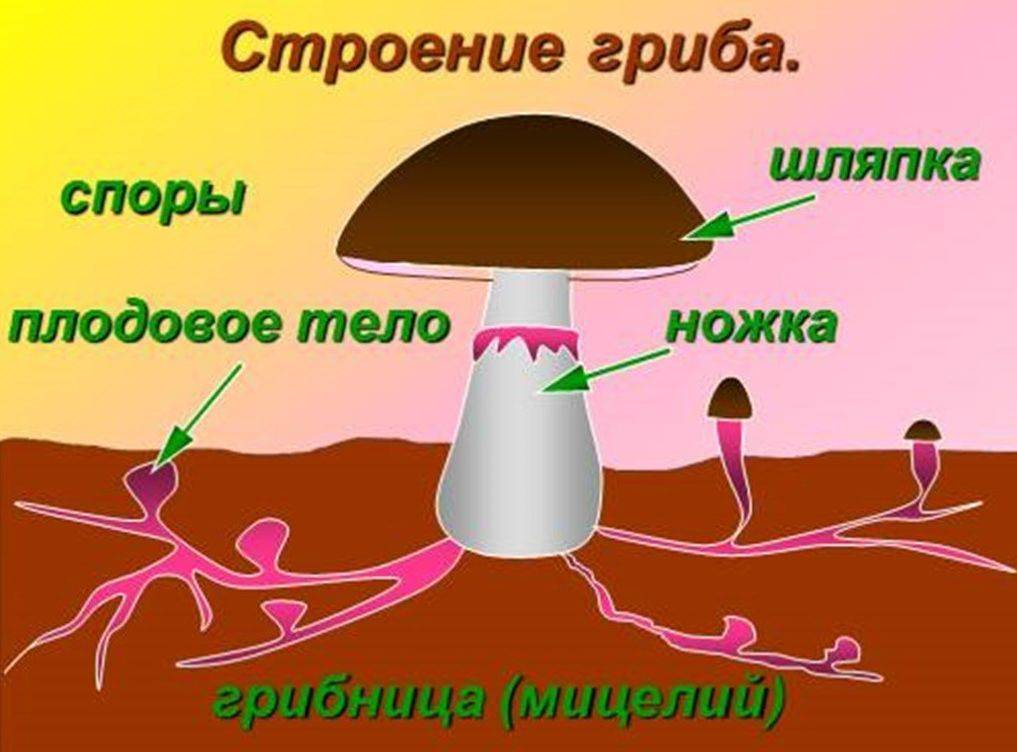 Какой цифрой на рисунке гриба обозначено плодовое тело