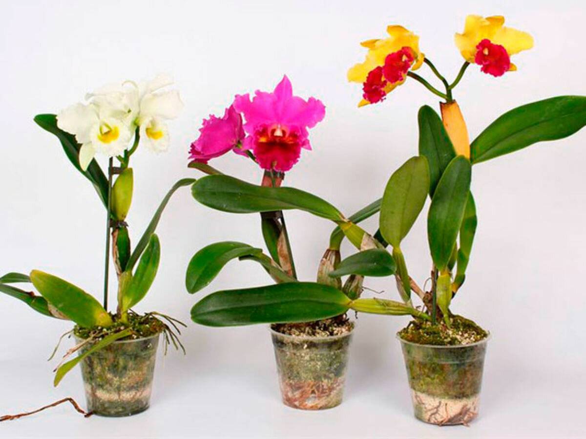Каттлея цветок: полный гид по самому прекрасному роду семейства орхидей