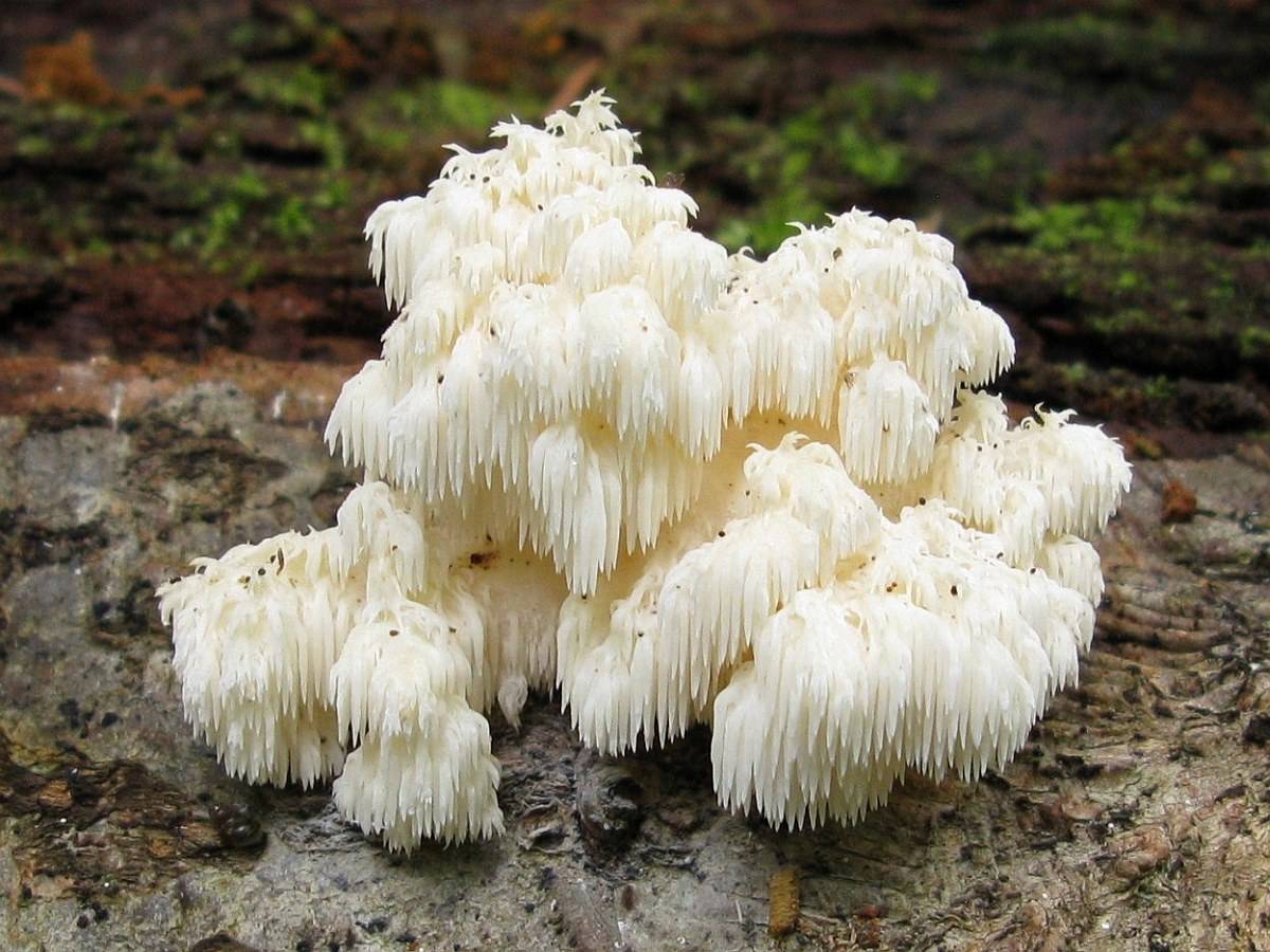 Ежовики — описание с фото полезных свойств и вреда грибов, противопоказаний по употреблению, их использования в кулинарии