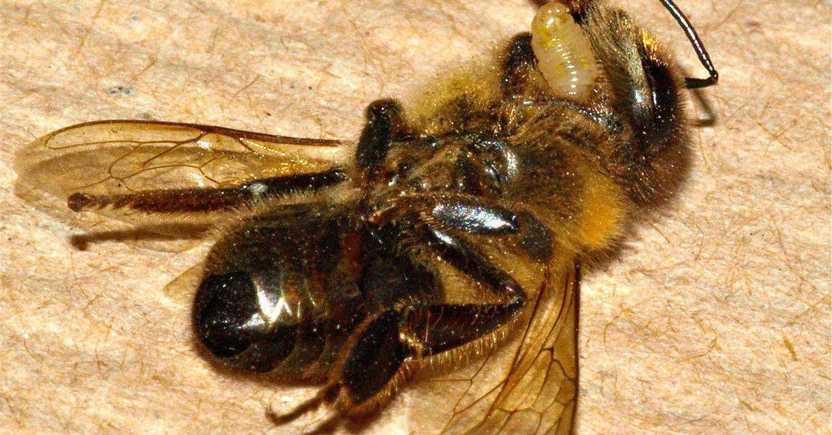 Инвазионные болезни медоносных пчел