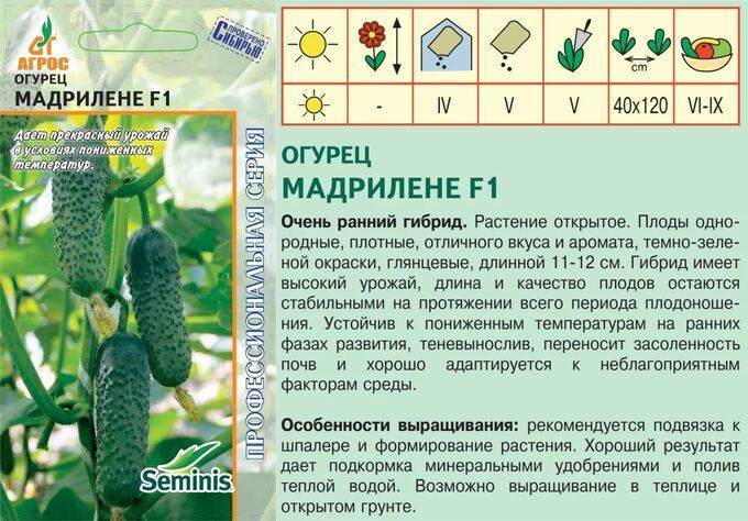 Огурец мадрилене f1 (madrilene f1): описание сорта, фото, отзывы, посадка и уход