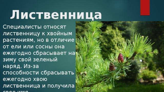 ᐉ лиственница сибирская описание и особенности