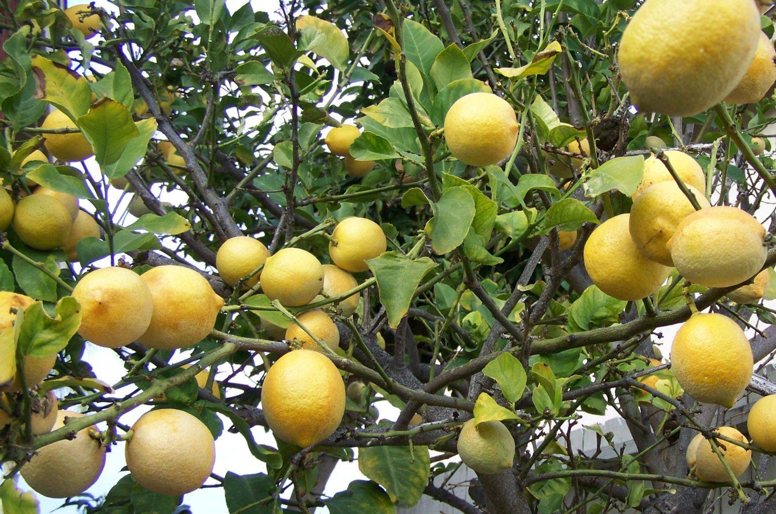 Лимон мейера: описание сорта, выращивание и уход в домашних условиях, обрезка