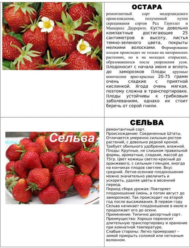Крупная клубника: лучшие сорта для разных регионов россии