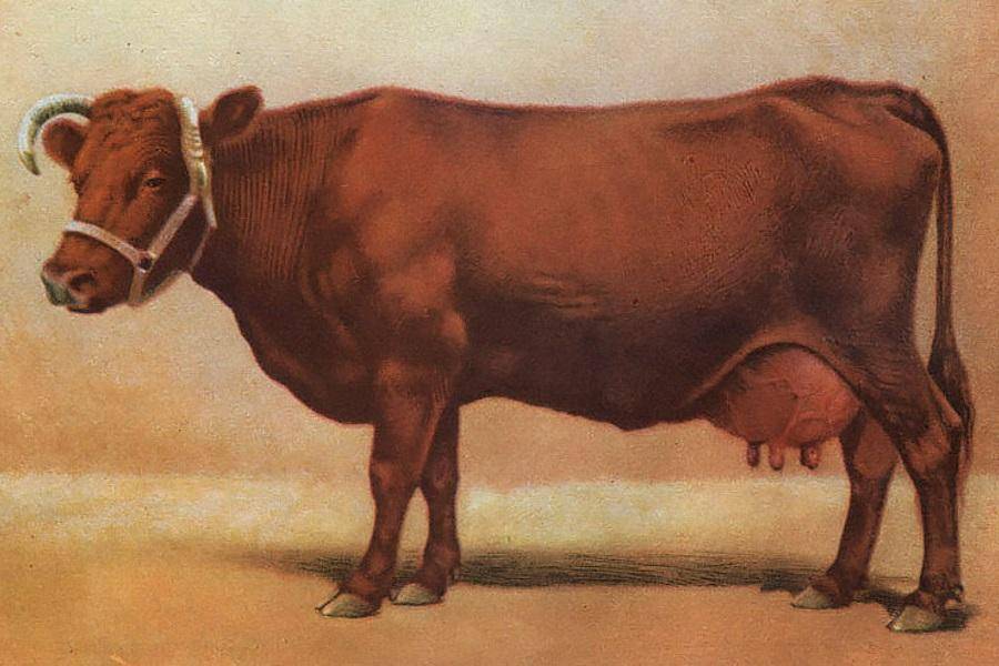 Разведение крс | бестужевская порода коров