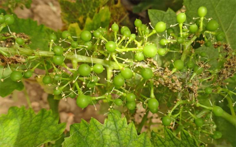 Защита винограда от вредителей. меры борьбы, средства для обработки. фото — ботаничка