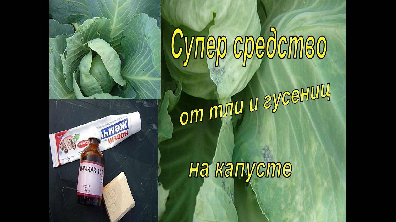 Благоприятные и неблагоприятные условия для роста helicobacter pylori