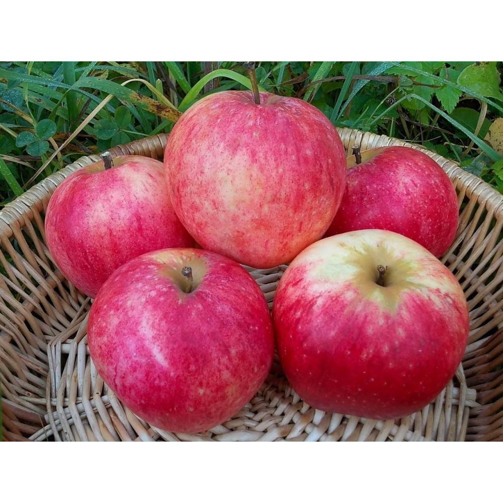 Сорт яблок штрифель - описание, выращивание, уход и защита от болезней и вредителей