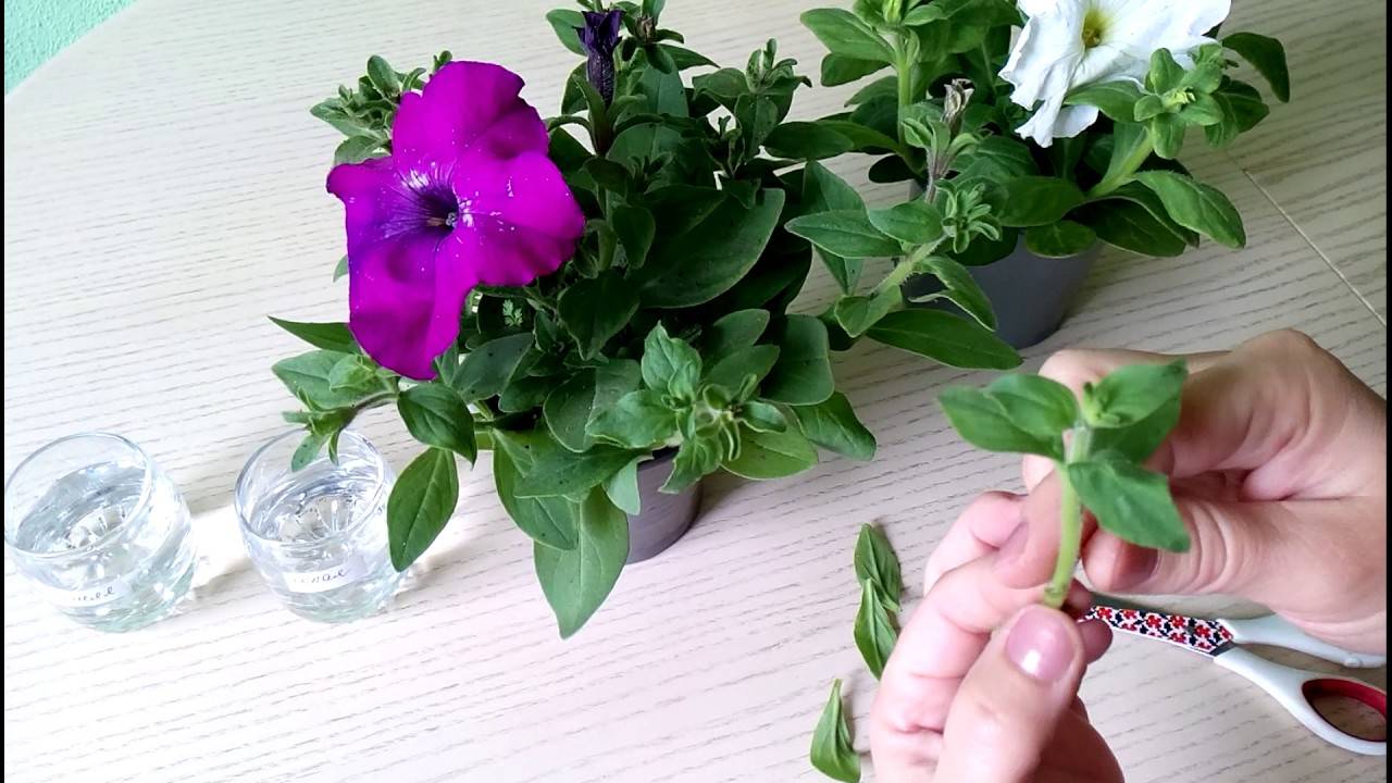 Пошаговое прищипывание петунии – фото и видео