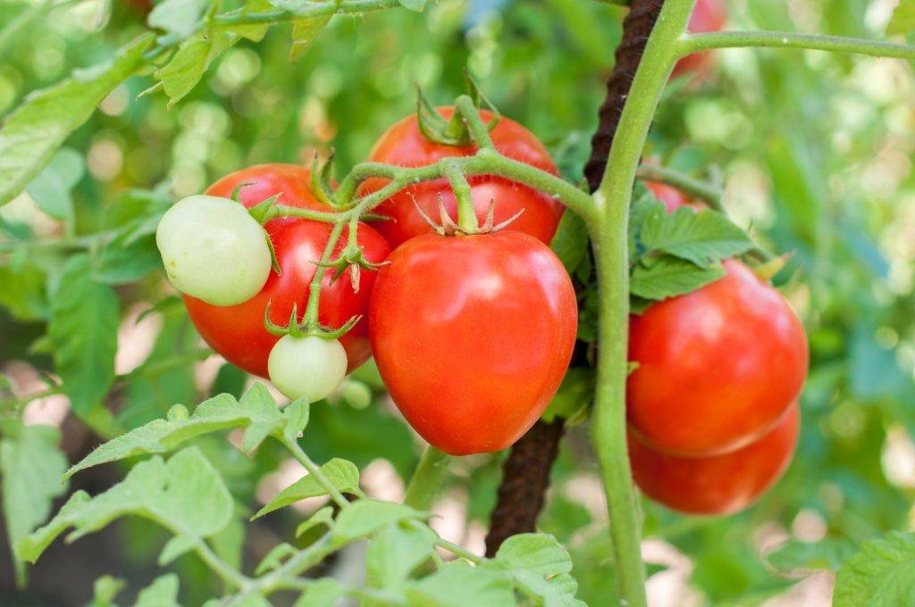Идеальный сорт для дачников – урожайные помидоры лентяйка