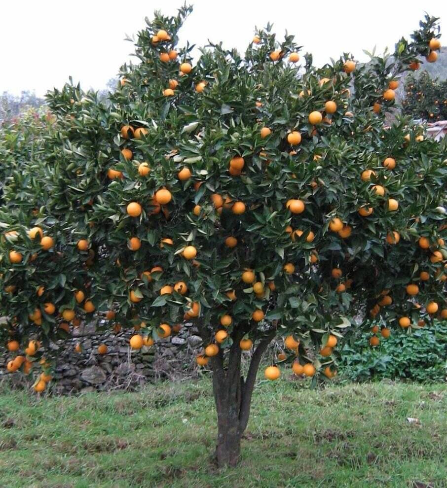 Как вырастить апельсиновое дерево в домашних условиях