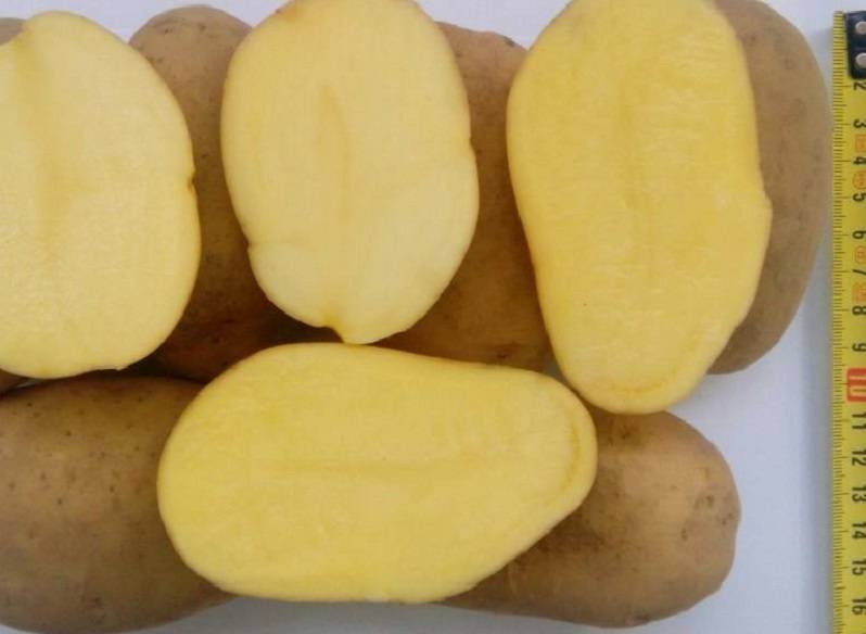 Сорт картофеля янка: описание и характеристика, отзывы