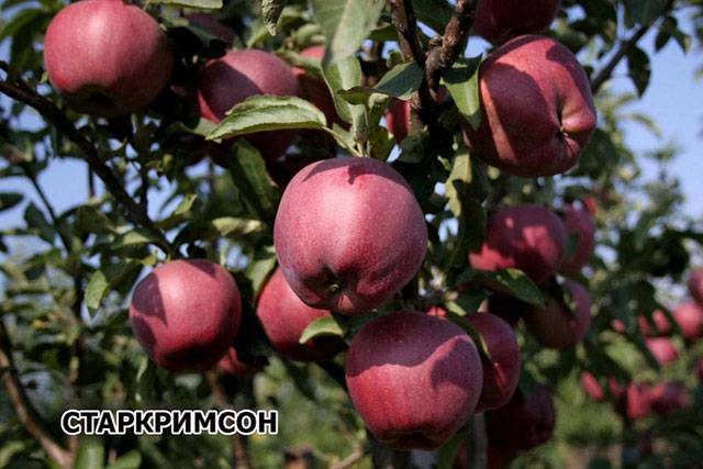 Описание сорта яблони старкримсон: фото яблок, важные характеристики, урожайность с дерева