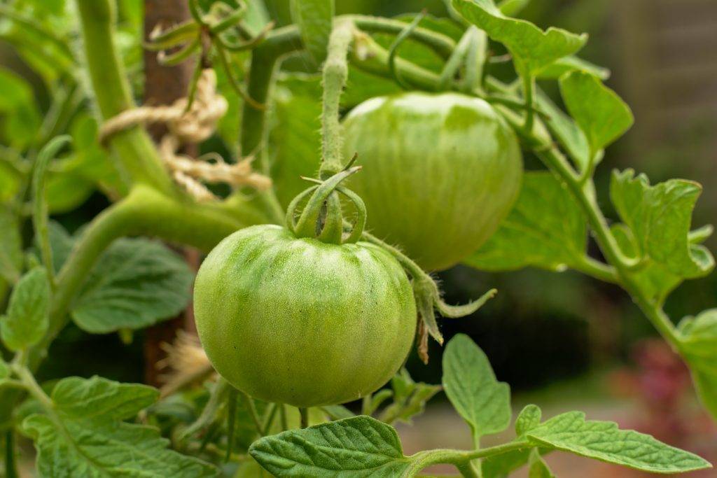 Томат гигант: характеристика и описание сорта, отзывы тех кто сажал и ухаживал за помидорами об их урожайности, фото семян аэлита
