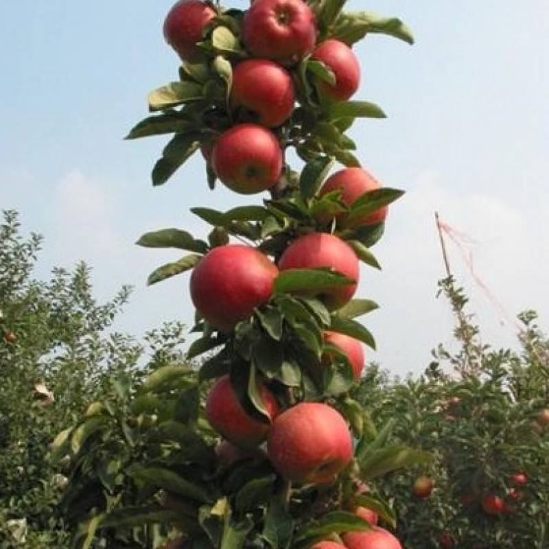 Сорта колоновидных яблонь