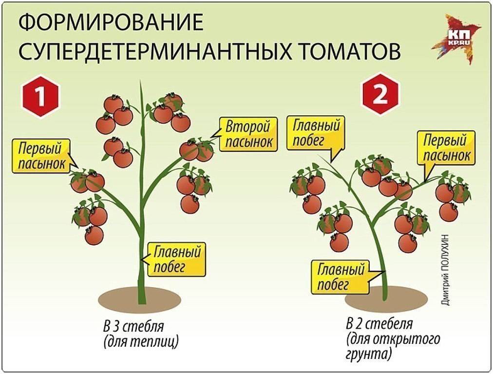 Как правильно формировать кусты высоких и низких помидоров в два, три стебля, в один стебель в теплице и открытом грунте: схема, советы. когда лучше начинать формировать помидоры? если помидоры не фор