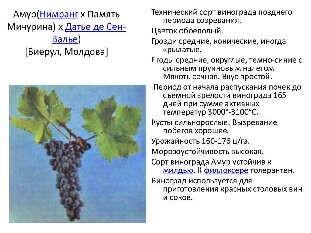 Сорт винограда колумб фото и описание