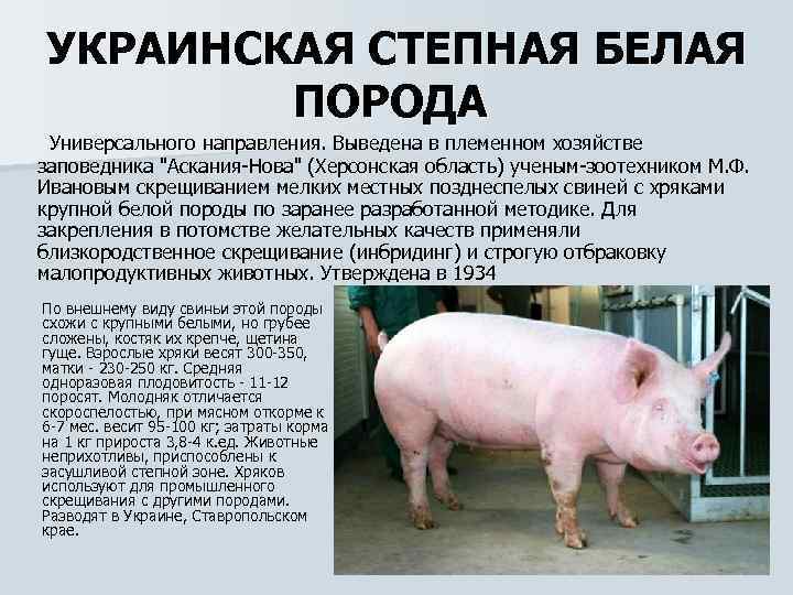 Список свиньи. Украинская Степная порода свиней. Украинская Степная белая порода свиней. Порода свиней украинская Степная белая характеристика. Украинская Степная белая порода свиней селекция.