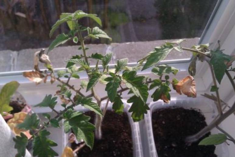 Что предпринять, если у рассады помидоров сохнут листья: полезные советы и эффективные меры