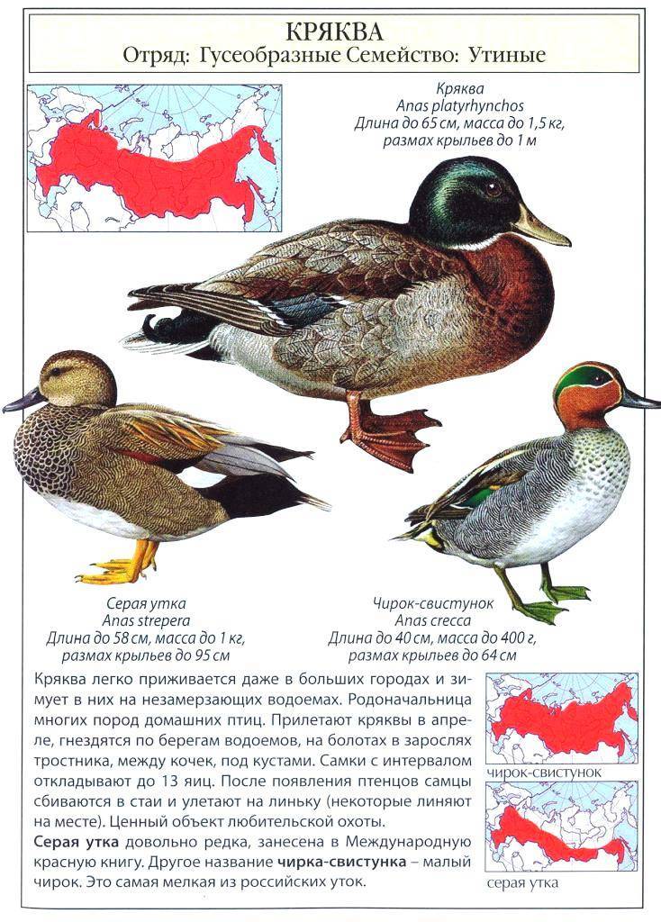 Утка ст5 описание породы фото