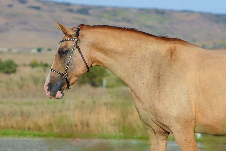 ᐉ донская порода лошадей: описание, классификация - zooon.ru