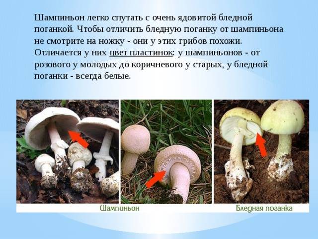 Чем отличается бледная поганка от шампиньона: сравнение грибов и как отличить