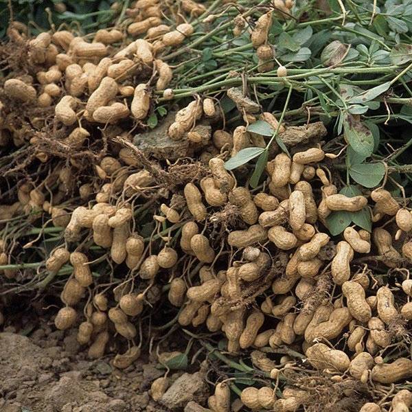 Как растет арахис – над почвой или под ней, что является родиной происхождения земляного ореха, где выращивают и как выглядит на фото?