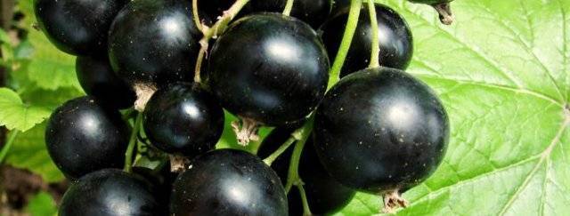 Черная смородина: выращивание, особенности ухода, обрезка и размножение, советы садоводов