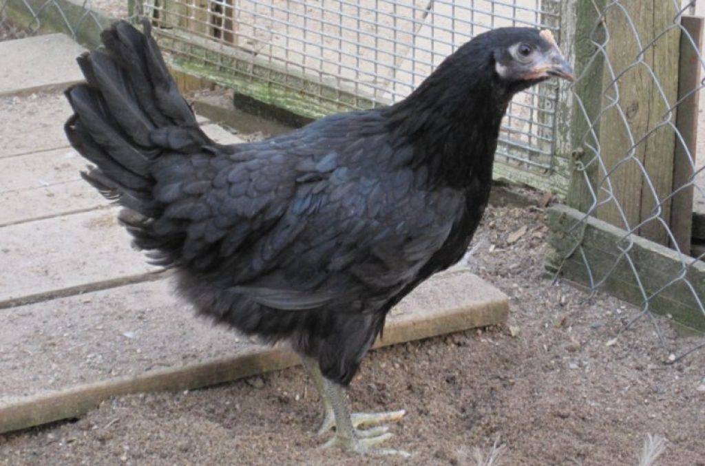 Московская черная порода кур