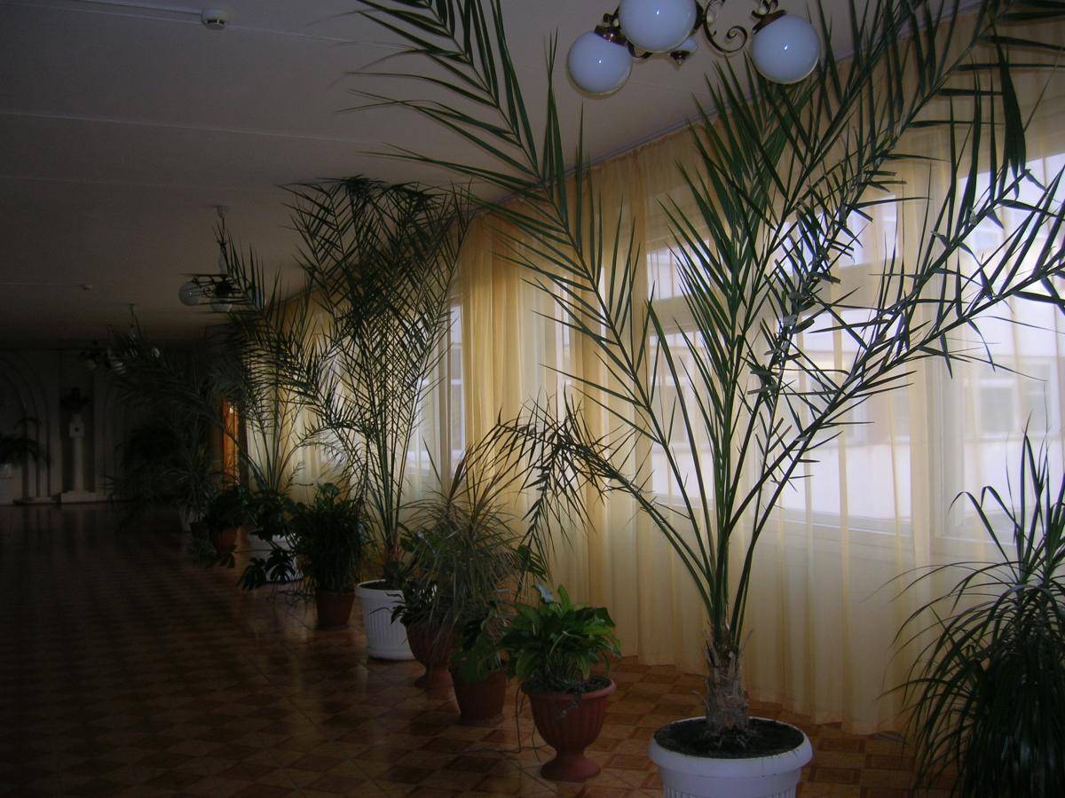 Финиковая пальма фото домашняя из косточки