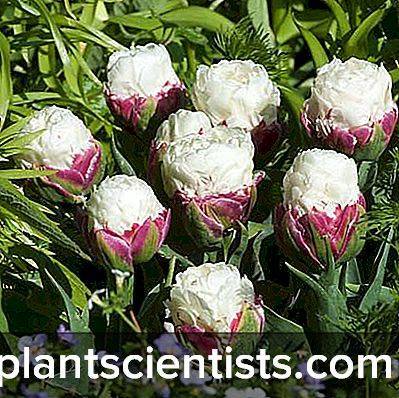 Выращивание тюльпанов в открытом грунте: правила и рекомендации