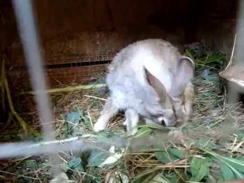 Что нужно знать о родах у крольчихи