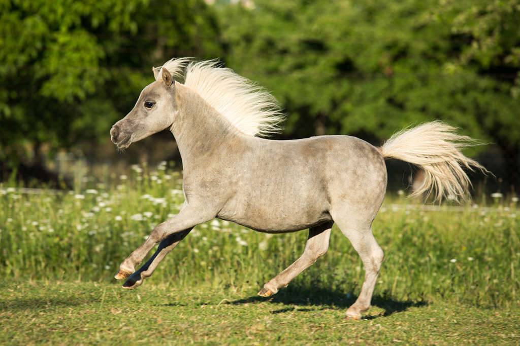 Мини лошади: происхождение, уход и содержание, породы