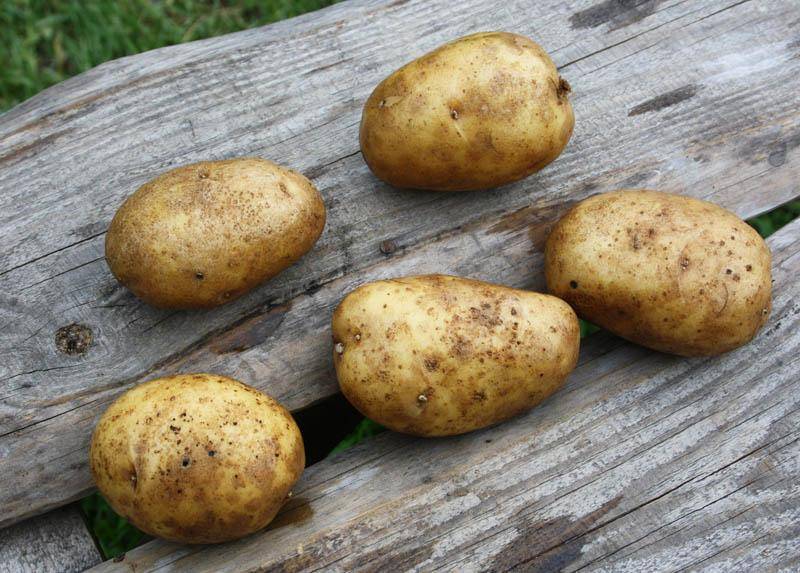 Картофель «удача»: описание сорта, фото, отзывы, особенности выращивания и уход :: syl.ru