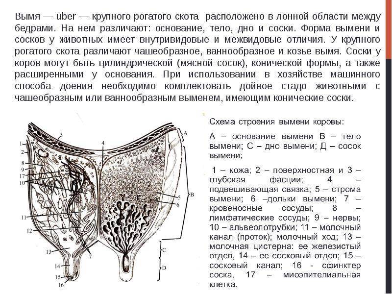 Схема строения вымени